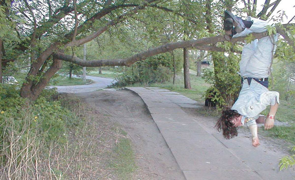 вися на дереве