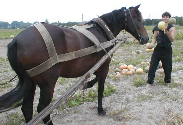 лошадь и тыквы